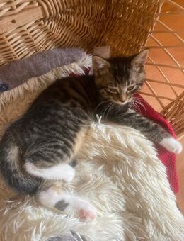 Katzenbaby darf ausziehen - Kaufering