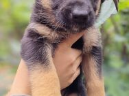 Kleine Schäferhunde suchen liebevolle Besitzer - Schkeuditz