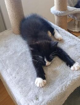 Kater Muffin - Erftstadt Zentrum