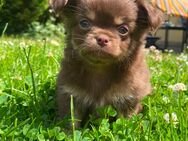 Chihuahua Welpe Rüde reinrassig Schoko Tricolor Langhaar sucht liebevolles Zuhause - Lanitz-Hassel-Tal