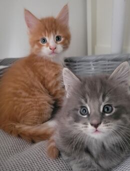 Maine Coon/ Norweger Mixe - Huy