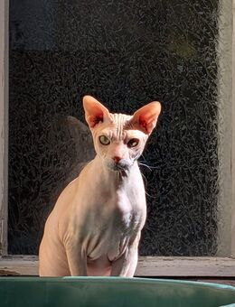 Sphynx Katze Anubis abzugeben - Bischofswerda