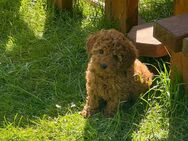 Ein kleiner Zwergpudel Rüde in Red/Fawn sucht noch ein neues zu Hause - Bad Kissingen
