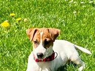 Jack Russell Rüde (5 Monate) - Bonfol