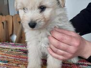 Spitz/ Puli Mix, Rüde, 2 Monate - Kappeln (Schleswig-Holstein)