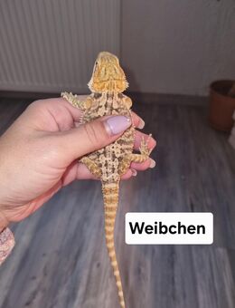 Farbbartagamen Jungtiere (pogona vitticeps) NZ 07 2025 - Offstein