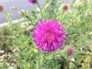 Mariendistel Samen Marien Distel Heilpflanze Schildkröte Futter Mariendistelsamen Blumensamen insektenfreundliches Saatgut für Bienen Hase Schmetterlinge Hummeln für Garten und Balkon Geschenk SWR Treffpunkt Blumenwiese - Pfedelbach