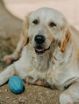 Seelenhund Pati - Stuttgart
