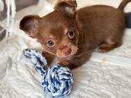 Chihuahua Welpe braun Merle - Pattensen
