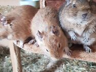 6 Männliche Degus abzugeben - Langgöns