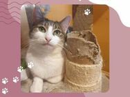 Katze Mia sucht ihr eigenes Körbchen - Lalendorf