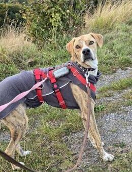 Paco sucht ein Zuhause - Arnsberg