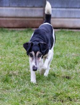 💚 Zuhause gesucht: Idefix 💚 - Pirna