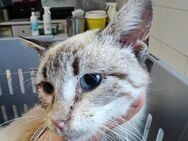 Siam mix Osiris aus dem Tierschutz - Grevenbroich