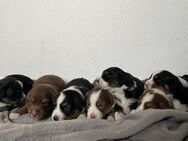 Australian Shepherd Welpen (Reinrassig) - Fürstenau