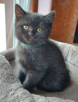 BKH Kitten - Porta Westfalica Barkhausen