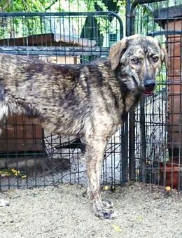 Gero 55 cm - Alpenrod