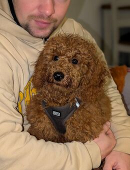 Wunderschöner Toypudel Welpe zu verkaufen 🐩 — Rüde, 5 Monate alt - Viernheim