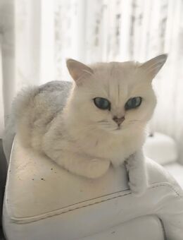 Burmilla Katze BKH weiss in Bielefeld Brackwede zu verkaufen - Bielefeld Brackwede