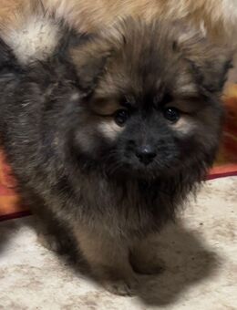 Zuckersüße Zwergspitzwelpen - Duisburg