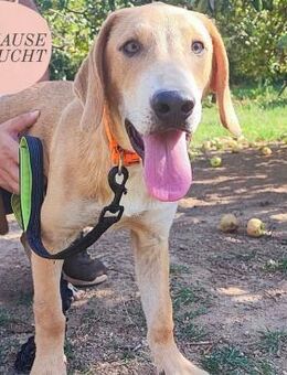 Welpenjunge Louis sucht seine Familie ❤️ - Saarbrücken