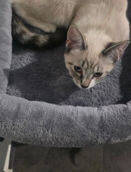 Kleine Katze sucht ein Zuhause - Oberhausen