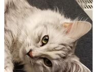 Reinrassige Main coon sucht ein Zuhause - Offenbach (Main)