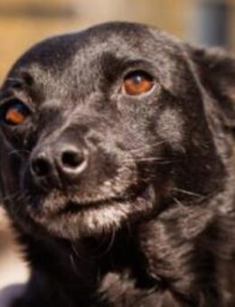 Zora in 90530 Wendelstein - Hamburg