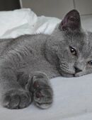 Kitten, Britisch Kurzhaar, 4 Monate alt, Reinrassiger – sanft, ruhig und familienfreundlich in 82319