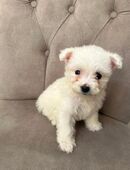 Malteser hündin in 40629