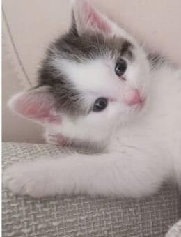 Katzenbabys - Zehdenick