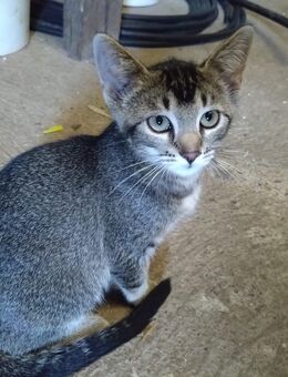Hofkätzchen abzugeben. Kitten, Katzen, Kätzchen - Dettelbach