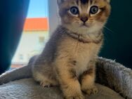 BKH nur noch ein Kater - Prien (Chiemsee)