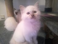 HEILIGE BIRMA KITTEN SOFORT ABGABEBEREIT Katerchen - Mehrstetten