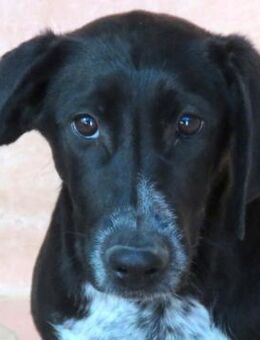 Jemal -unsicher und verspielt- - Oldenburg