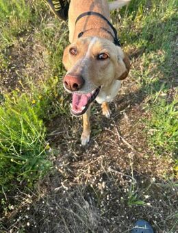 Rosy💜💜💜dringend Zuhause gesucht - Bad Karlshafen