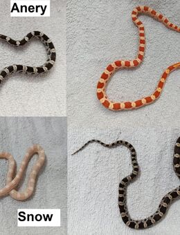 DRINGEND Kornnatter Babys Schlüpflinge ab Juli 2025 Teil 2 - Neubrandenburg