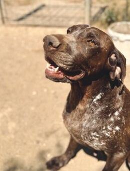 Janis - tolle Deutsch Kurzhaar Hündin - Würzburg