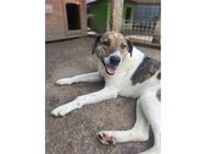 Roscoe - lieber Bub such PS o. Zuhause! - Oberwies