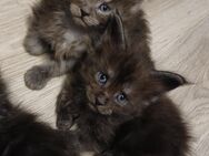 Noch 3 Xxl maine coon kitten black smoke kater und weibchen u. Ein Tabby - Bad Kissingen