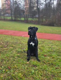 Reinrassiger Cane Corso 5 Monate - Böblingen