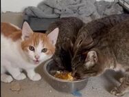 🐈Kleiner Babykater Zazu🐈 - Eislingen (Fils)