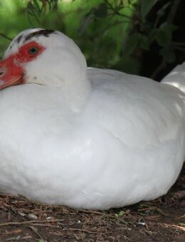 Suche Flugenten - Klausen