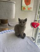 BKH Kitten abzugeben, weiblich in 53123
