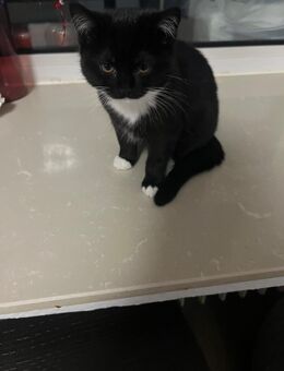 Liebevolle Bkh/Ekh katzen abgeben - Herne