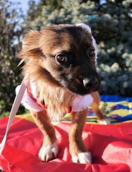 Jose - Neuried (Baden-Württemberg)