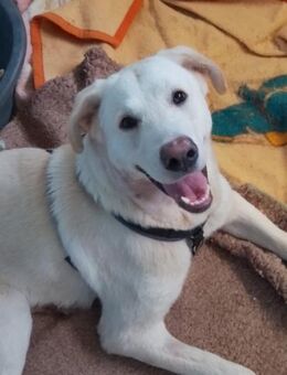 GIOVE 🧡🧡🧡 sucht Familienanschluss - Bad Karlshafen