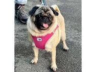 Mops Lilly sucht neues Zuhause - Neuss