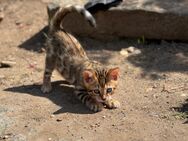 Bengal Kitten kater - Bad Schmiedeberg