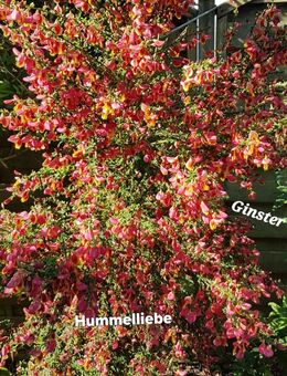 Samen Ginster rot, viele weitere Sorten und Ableger - Norderstedt